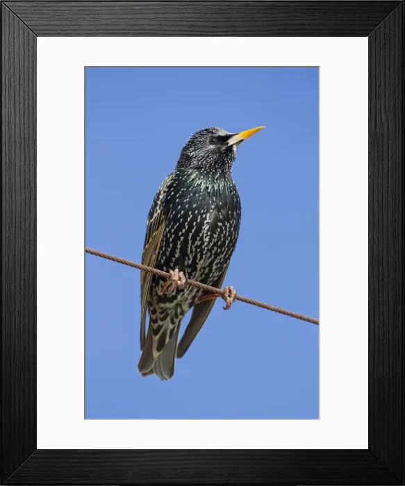 Framed Print : Starling - Cornwall - UK Framed Print : Starling - Cornwall - UK