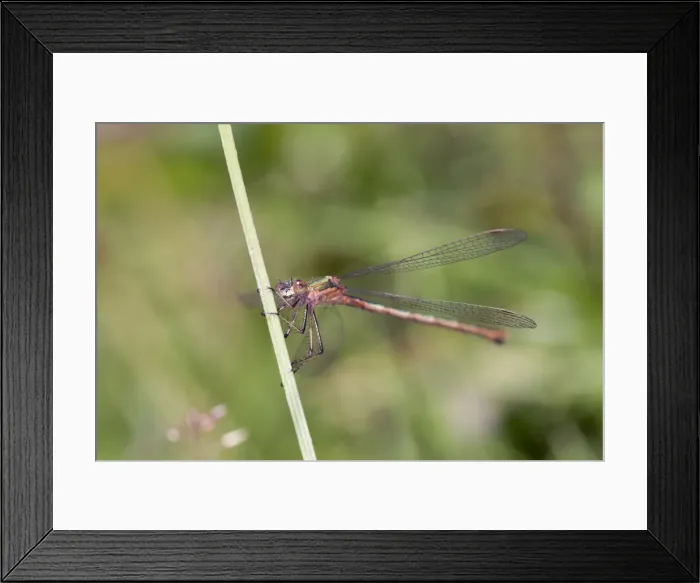 Framed Print : Emerald Damselfly - Cornwall - UK Framed Print : Emerald Damselfly - Cornwall - UK