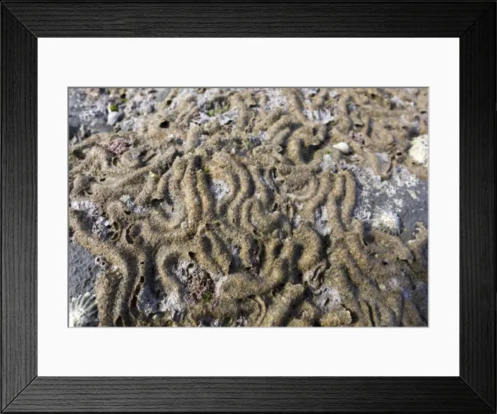 Framed Print : Honeycomb Worm Tubes - Low Tide Shore - UK Framed Print : Honeycomb Worm Tubes - Low Tide Shore - UK