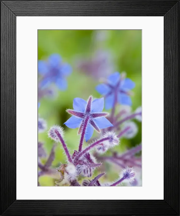 Framed Print : Borage - summer - UK Framed Print : Borage - summer - UK