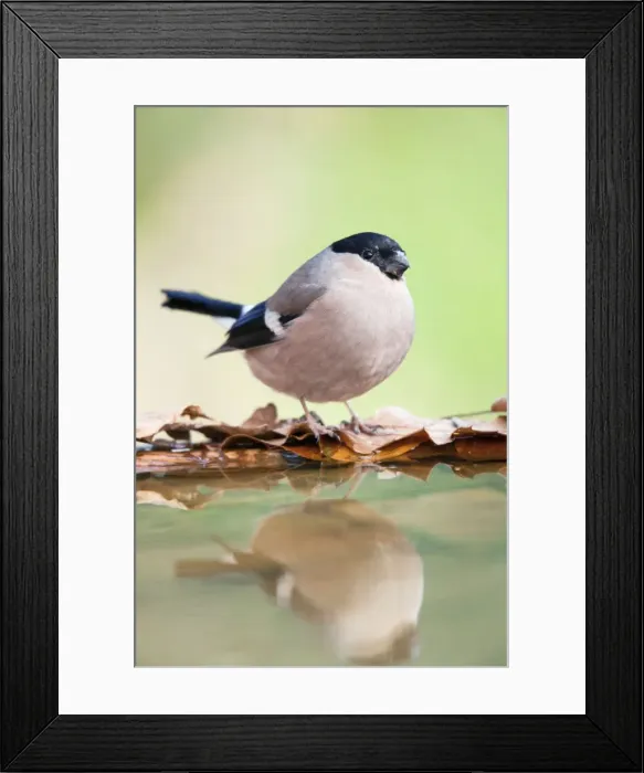 Framed Print : Bullfinch - female - at garden pond - Cornwall - UK Framed Print : Bullfinch - female - at garden pond - Cornwall - UK