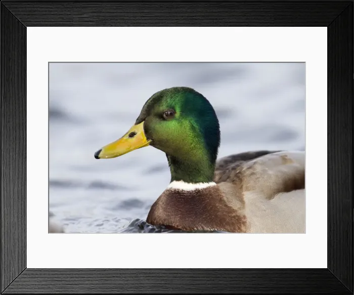 Framed Print : Mallard Duck - male - portrait - Cornwall - UK Framed Print : Mallard Duck - male - portrait - Cornwall - UK