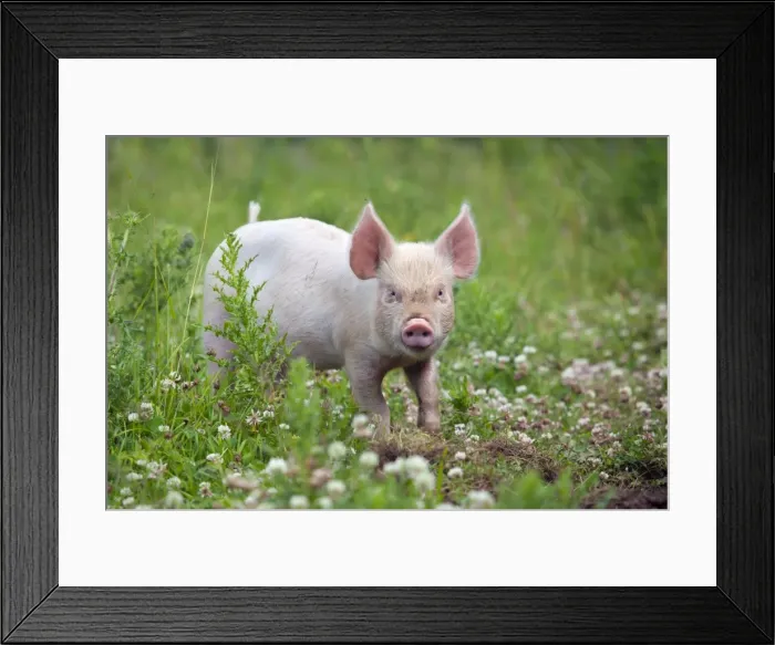 Framed Print : Middle White Cross Pig - piglet - Cornwall - UK Framed Print : Middle White Cross Pig - piglet - Cornwall - UK