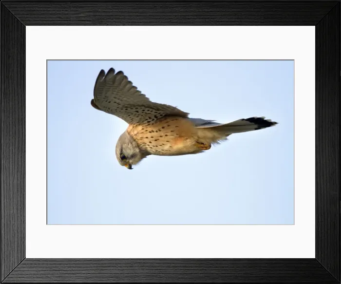 Framed Print : Kestrel - male - in flight - UK Framed Print : Kestrel - male - in flight - UK