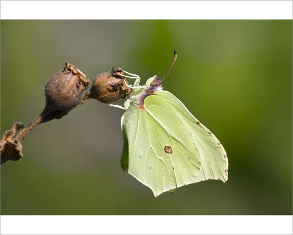 Brimstone Butterfly - UK