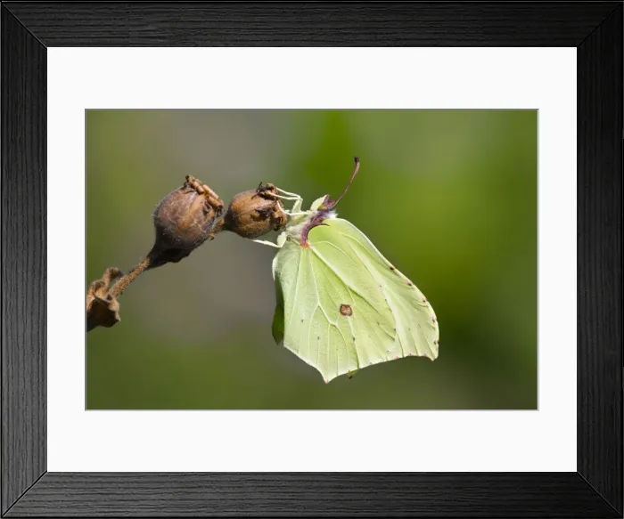Framed Print : Brimstone Butterfly - UK Framed Print : Brimstone Butterfly - UK