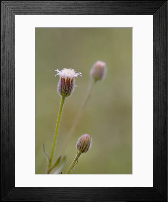 Framed Print : Blue Fleabane - summer - Wales, UK Framed Print : Blue Fleabane - summer - Wales, UK
