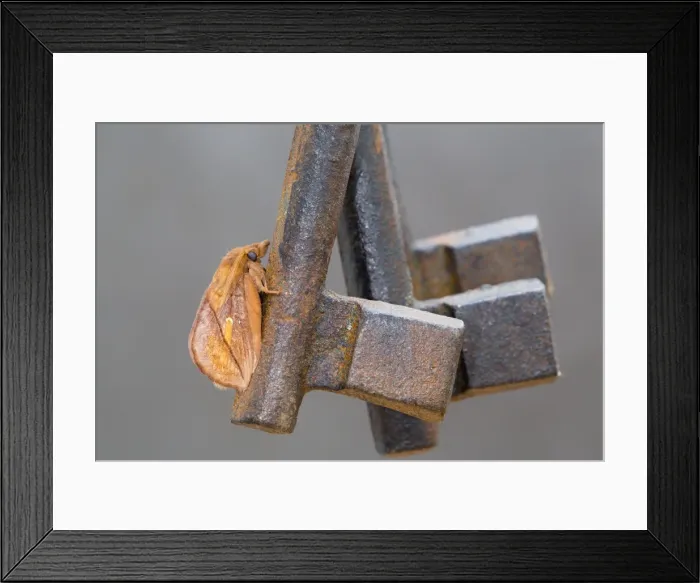 Framed Print : Drinker Moth - on Ornamental Keys - UK