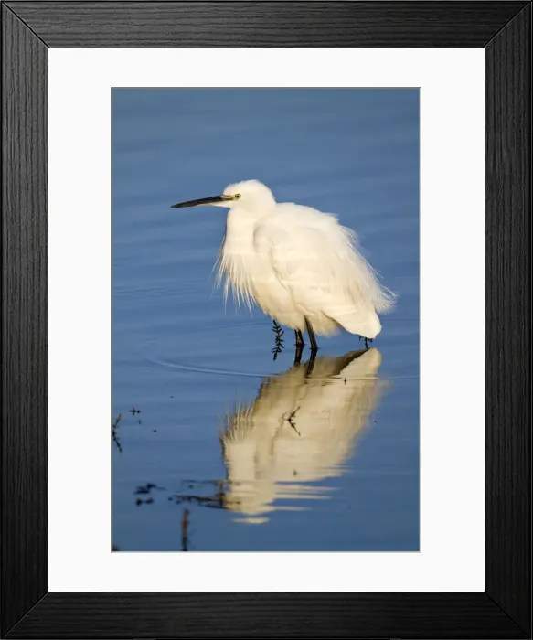 Framed Print : Little Egret - Cornwall - UK Framed Print : Little Egret - Cornwall - UK