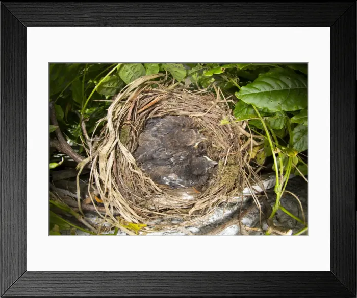Framed Print : Blackbird - nest in Wisteria with young - summer - UK Framed Print : Blackbird - nest in Wisteria with young - summer - UK