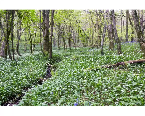 Duloe Woods in Spring - with Wild Garlic and Bluebells - Cornwall, UK