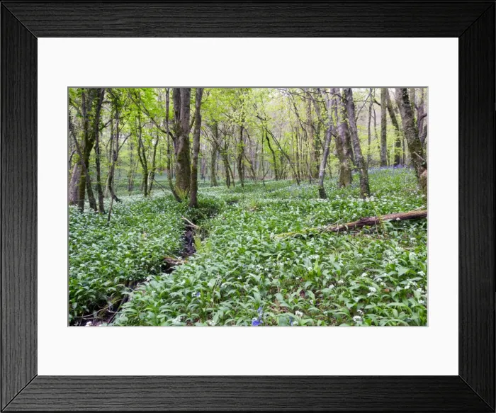 Framed Print : Duloe Woods in Spring - with Wild Garlic and Bluebells - Cornwall, UK Framed Print : Duloe Woods in Spring - with Wild Garlic and Bluebells - Cornwall, UK