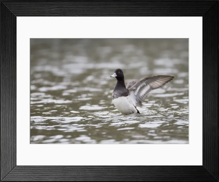 Framed Print : Lesser Scaup - drake flapping wings - winter - Cornwall - UK Framed Print : Lesser Scaup - drake flapping wings - winter - Cornwall - UK