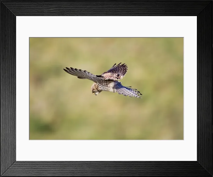 Framed Print : Kestrel - female hovering - UK Framed Print : Kestrel - female hovering - UK