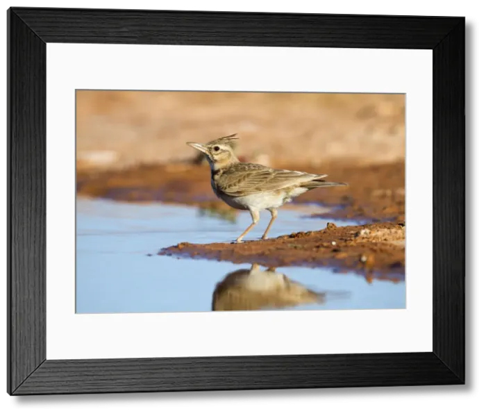 Framed Print : Crested Lark - by pool on the ground - Spain Framed Print : Crested Lark - by pool on the ground - Spain
