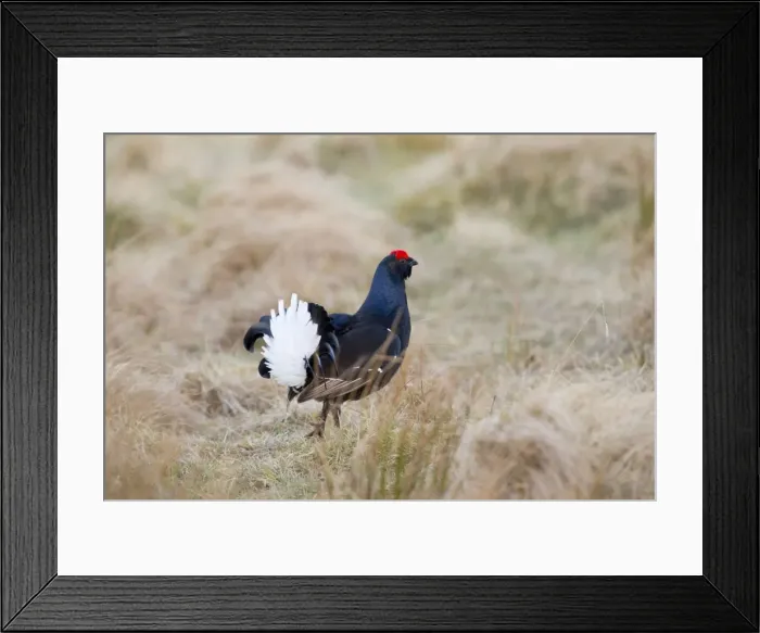 Framed Print : Black Grouse - male at lek site - Scotland, UK Framed Print : Black Grouse - male at lek site - Scotland, UK