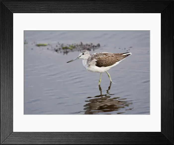 Framed Print : Greenshank - Hayle estuary - Cornwall - UK Framed Print : Greenshank - Hayle estuary - Cornwall - UK