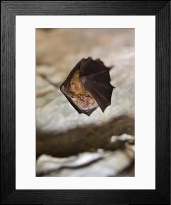Framed Print : Greater Horseshoe Bat - at roost - UK Framed Print : Greater Horseshoe Bat - at roost - UK