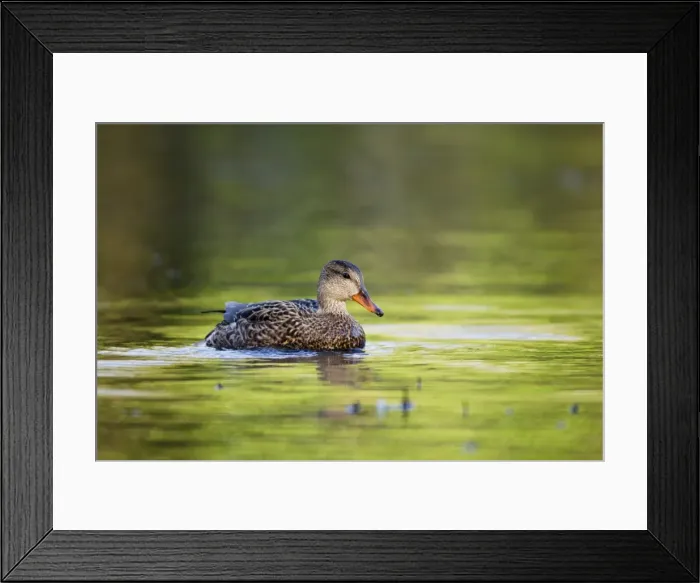 Framed Print : Gadwall - Cornwall - UK Framed Print : Gadwall - Cornwall - UK