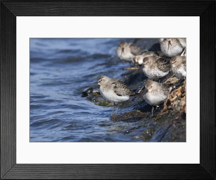 Framed Print : Curlew Sandpiper (on left) with Dunlin (Calidris alpina) - Hayle Estuary - Cornwall - UK Framed Print : Curlew Sandpiper (on left) with Dunlin (Calidris alpina) - Hayle Estuary - Cornwall - UK