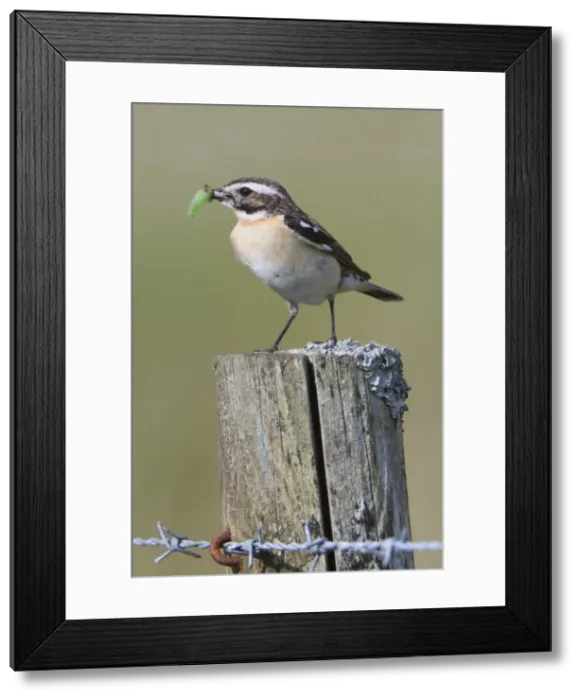 Framed Print : Whinchat - with insect - UK Framed Print : Whinchat - with insect - UK