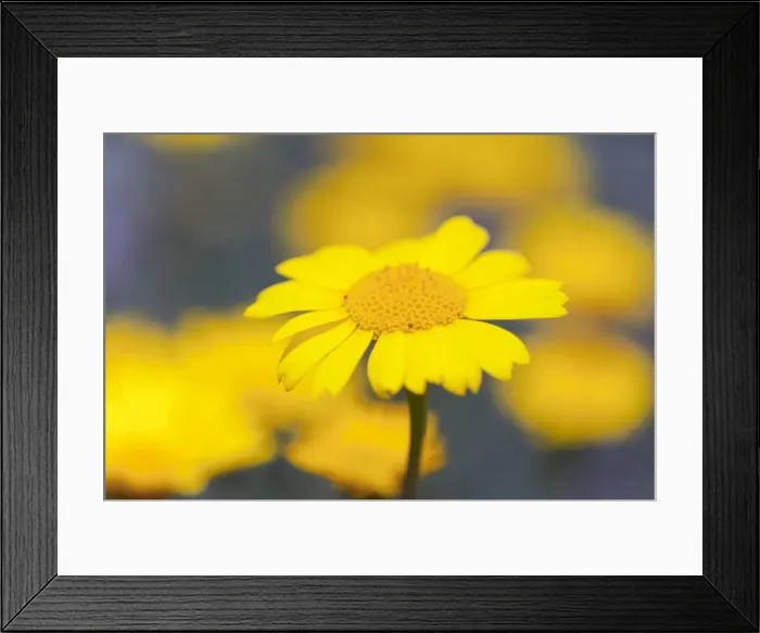 Framed Print : Corn Marigold - in bloom - Summer - Cornwall, UK Framed Print : Corn Marigold - in bloom - Summer - Cornwall, UK