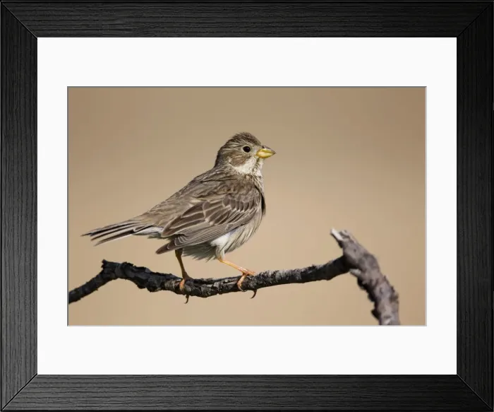 Framed Print : Corn Bunting - Spain Framed Print : Corn Bunting - Spain