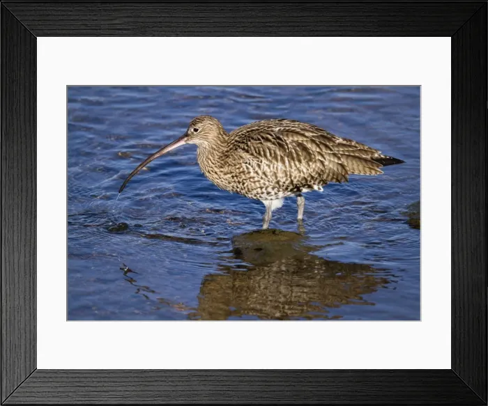 Framed Print : Curlew - Hayle Estuary - Cornwall - UK Framed Print : Curlew - Hayle Estuary - Cornwall - UK