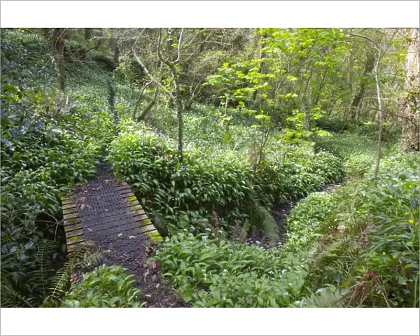 Frenchman's Creek - Wild Garlic - Spring - Cornwall - UK