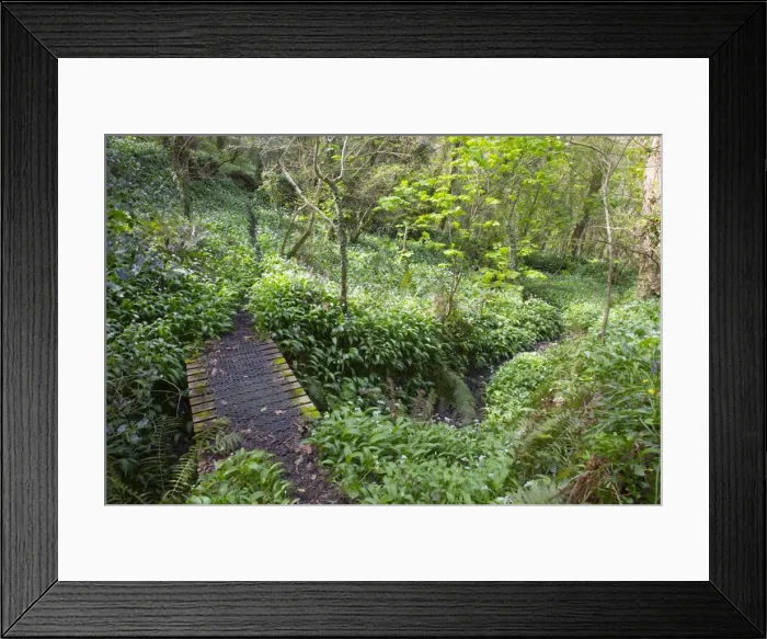 Framed Print : Frenchman's Creek - Wild Garlic - Spring - Cornwall - UK Framed Print : Frenchman's Creek - Wild Garlic - Spring - Cornwall - UK