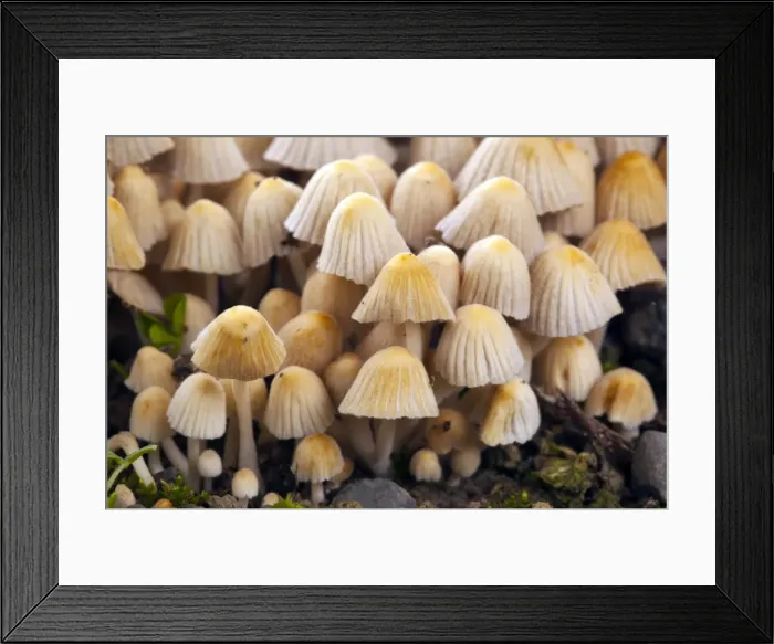 Framed Print : Trooping Crumblecap Fungus - Wales - UK Framed Print : Trooping Crumblecap Fungus - Wales - UK