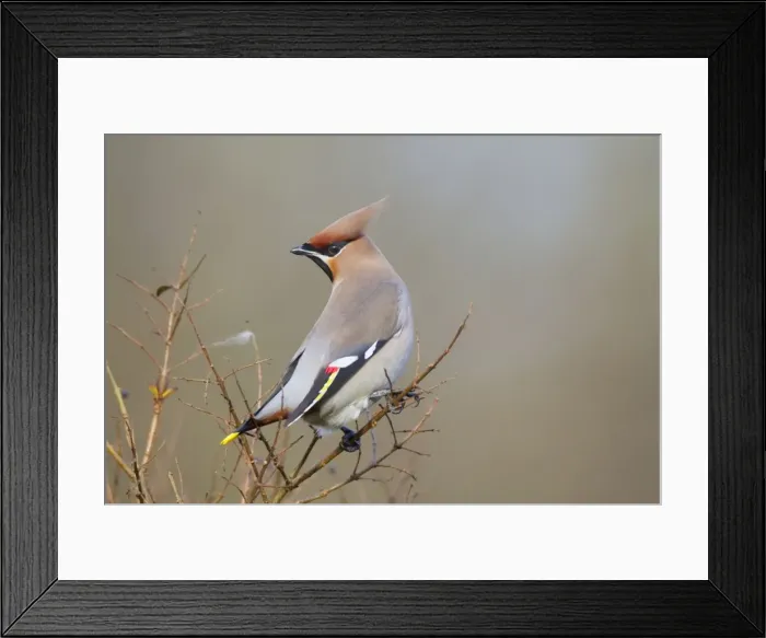 Framed Print : Waxwing - winter - UK Framed Print : Waxwing - winter - UK