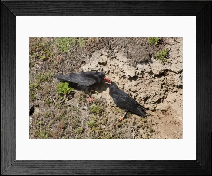 Framed Print : Choughs - adult feeding young - Cornwall Framed Print : Choughs - adult feeding young - Cornwall