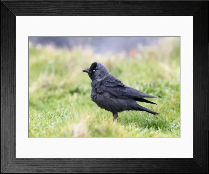 Framed Print : Jackdaw - Cornwall - UK Framed Print : Jackdaw - Cornwall - UK
