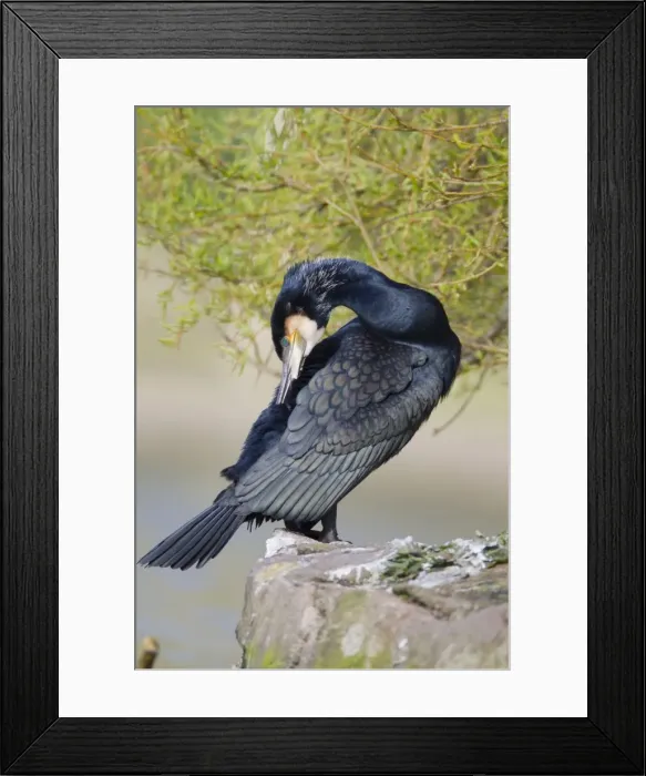 Framed Print : Cormorant - preening - Cornwall, UK Framed Print : Cormorant - preening - Cornwall, UK
