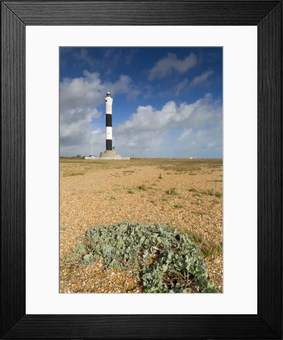 Framed Print : Dungess - Lighthouse - Beach - Kent - UK - sea kale in foreground Framed Print : Dungess - Lighthouse - Beach - Kent - UK - sea kale in foreground