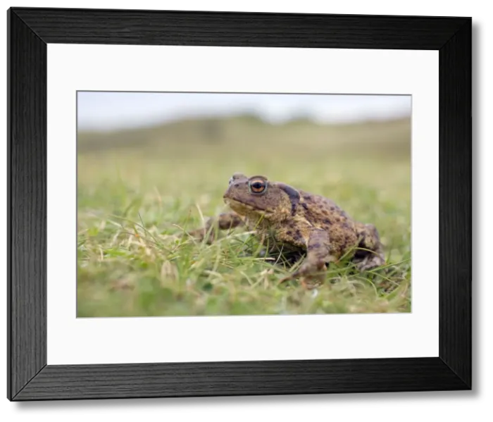 Framed Print : Common Toad - Gwithian Towans - Cornwall, UK Framed Print : Common Toad - Gwithian Towans - Cornwall, UK