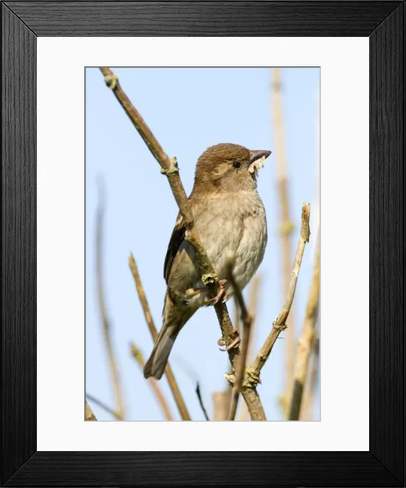Framed Print : House Sparrow - Female - with Nesting Material - UK Framed Print : House Sparrow - Female - with Nesting Material - UK