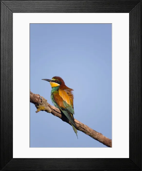 Framed Print : European Bee-eater - summer - Spain Framed Print : European Bee-eater - summer - Spain