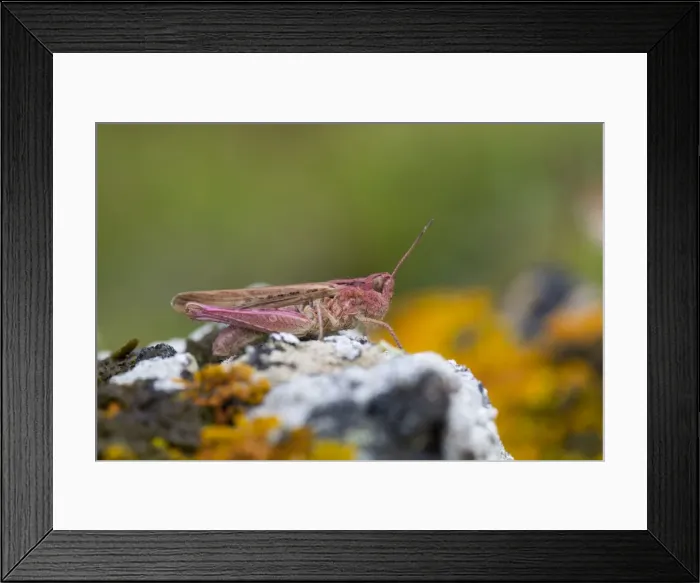 Framed Print : Common Field Grasshopper (Pink Varient) - Cornwall, UK