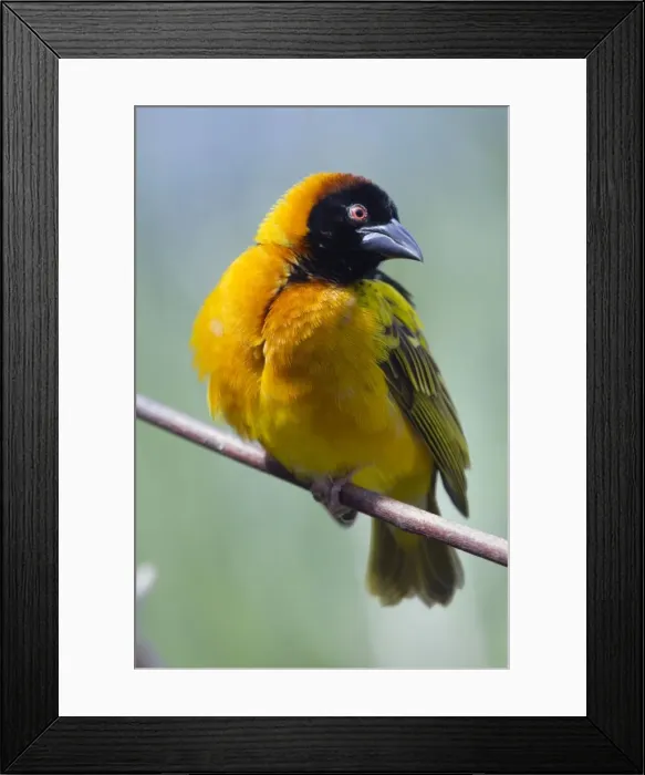 Framed Print : Village Weaver bird - UK - controlled conditions Framed Print : Village Weaver bird - UK - controlled conditions