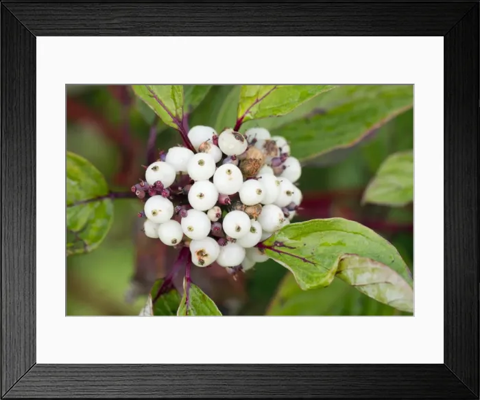 Framed Print : Dogwood Berries - Cornwall - UK Framed Print : Dogwood Berries - Cornwall - UK