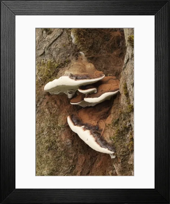 Framed Print : Artist's Fungus - Autumn - Cornwall - UK Framed Print : Artist's Fungus - Autumn - Cornwall - UK
