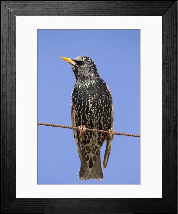 Framed Print : Starling - Cornwall - UK Framed Print : Starling - Cornwall - UK