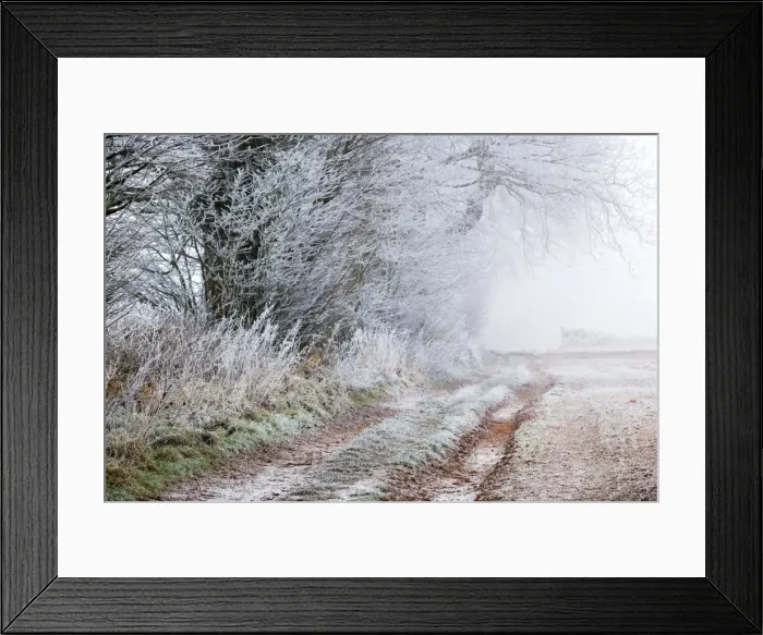 Framed Print : Frost on a Hedge - winter - UK Framed Print : Frost on a Hedge - winter - UK