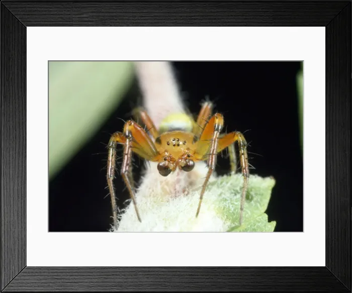 Framed Print : Green Spider - male showing palps - UK Framed Print : Green Spider - male showing palps - UK