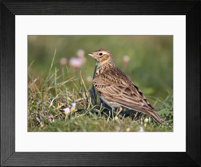 Framed Print : Skylark - Cornwall - UK Framed Print : Skylark - Cornwall - UK