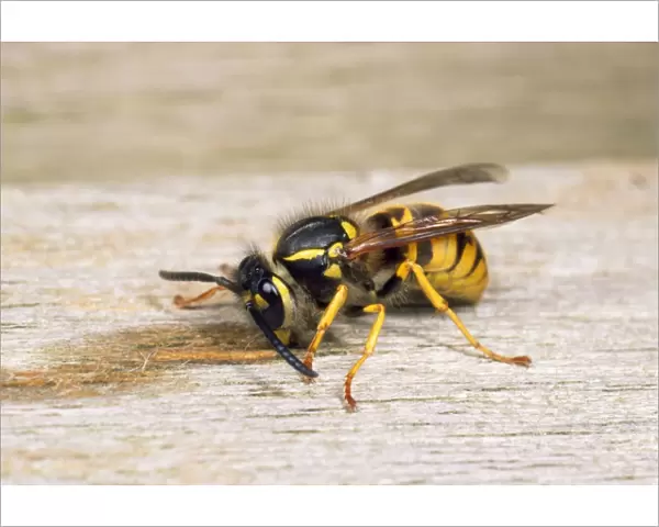 Common Wasp - gathering wood for nest - UK