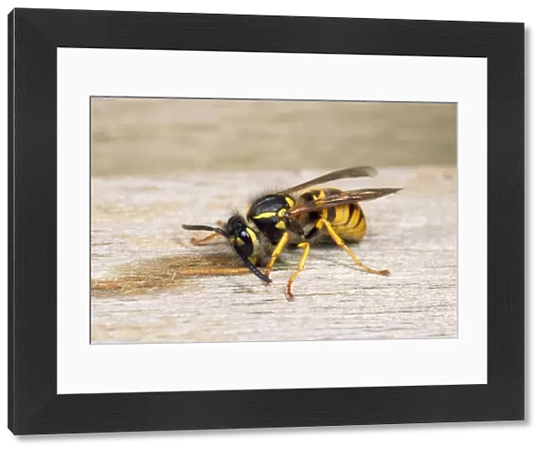 Common Wasp - gathering wood for nest - UK