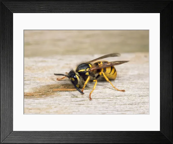 Framed Print : Common Wasp - gathering wood for nest - UK Framed Print : Common Wasp - gathering wood for nest - UK